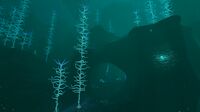 Overview of the Northern Blood Kelp Zone