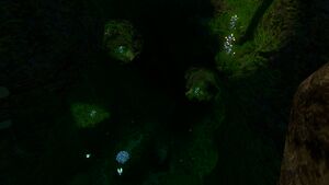 Kelp Caves 2.jpg