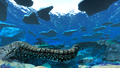 A Coral Bridge in the Shallow Twisty Bridges