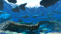 A Coral Bridge in the Shallow Twisty Bridges