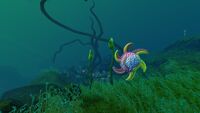A Spinner Fish in the Lilypad Islands