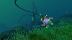 SpinnerfishLI.jpg