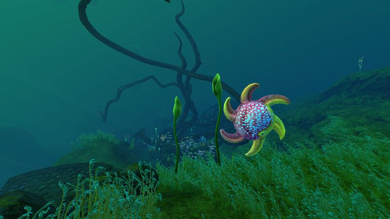 File:SpinnerfishLI.jpg