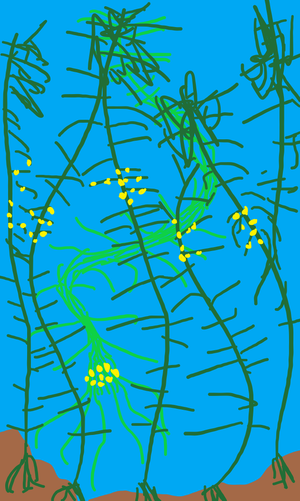Vinecreep.png