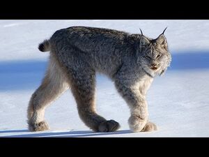 Arctic Lynx.jpeg