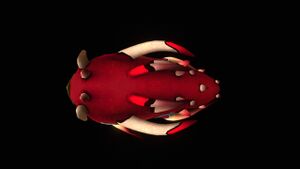 Crashfish Top.jpg