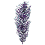 Cave Bush Flora.png