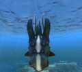 Cute Fish Back