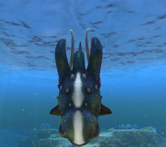 File:Cute Fish 2.jpg
