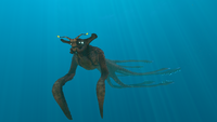 The Sea Emperor Juvenile in the Grand Reef