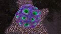 Purple Brain Coral in Lava Cave