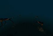 sea treaders at the edge of the reef