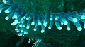 Thumbnail for version as of 14:06, 27 July 2015