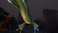 Lava Lizard Belly