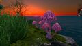 Pink Mushrooms at sunset
