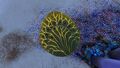 A Shell Plate in the Koosh Zone up close