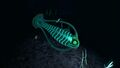 Spinefish