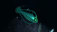 Bioluminescence