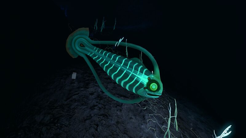 File:Spinefish2.jpg