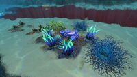 Various flora and coral in the Grassy Plateaus