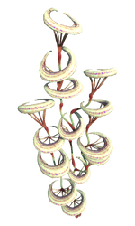 Crescent Moon Coral Flora.png