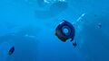 Life under the Arctic sea