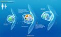 Concept art of the Globefish which would later be adapted into becoming the Trivalve