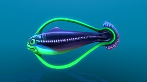 Hoopfish up close.jpg