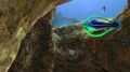 Hoopfish
