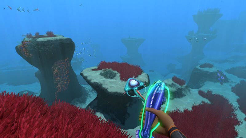 File:HoldingHoopfish.jpg
