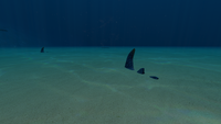 Two Sand Sharks hiding in the sand