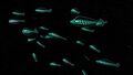 Shoal of Blood Hoopfish in the Blood Kelp Zone