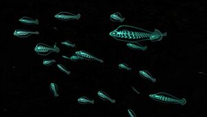 Shoal of Fish (4).jpg