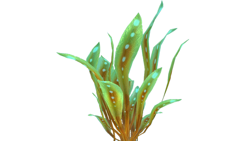 File:Spotted Reeds Flora.png
