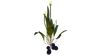Vegetable Plant Flora.png