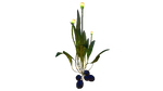 Vegetable Plant Flora.png