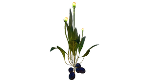 Vegetable Plant Flora.png