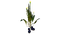 Vegetable Plant Flora.png