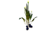 Vegetable Plant Flora.png