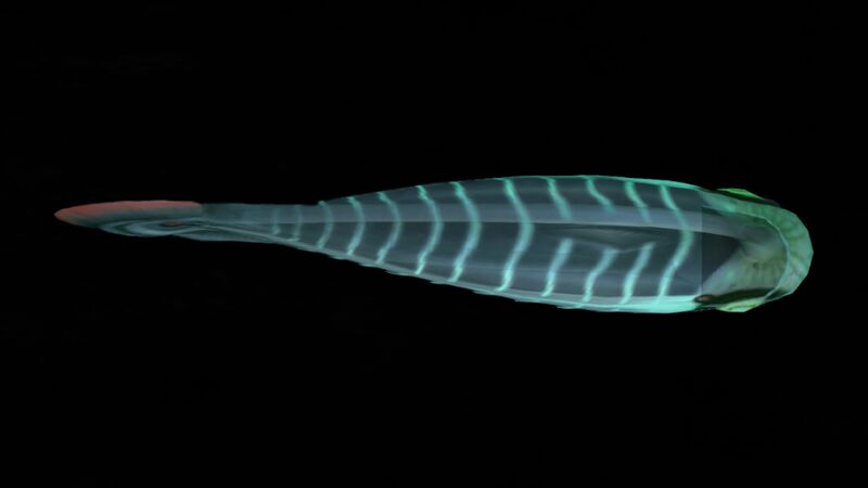 File:Blood Hoopfish (4).jpg