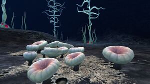 Blood Kelp Zone (2).jpg