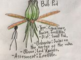 Bulb pod.jpg