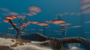 Mushroom Forest (01).jpg