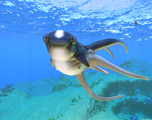 Cute Fish turning