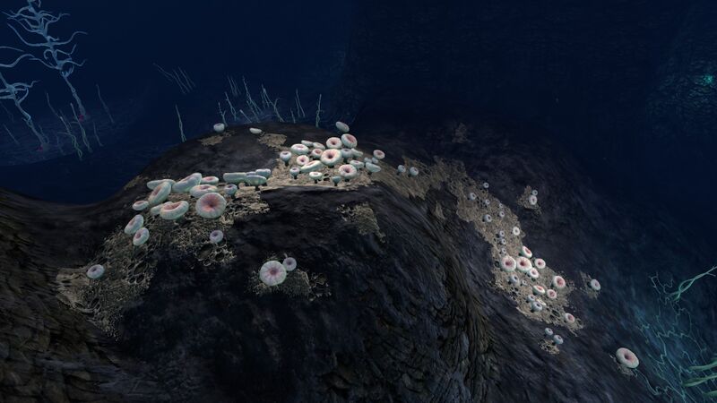 File:Blood Kelp Zone (4).jpg