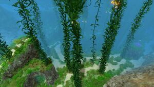 Kelp Forest (7).jpg