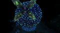 Mesmer in the Koosh Zone