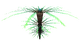 Fern Palm Flora.png