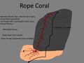 Rope Coral Concept "coral corda"