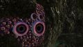 Barnacle Suckers in Lava cave